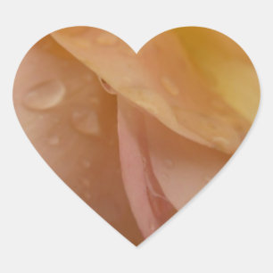 Pegatina En Forma De Corazón Gotitas de lluvia en pétalos de rosa flor de meloc
