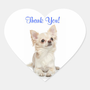 Pegatina En Forma De Corazón Gracias Chihuahua de Pelo Largo Corazón Pegatina