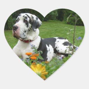 Pegatina En Forma De Corazón Gran danés hermosa fotografía