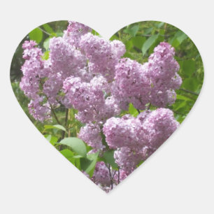 Pegatina En Forma De Corazón Hermosa Lilacs - Fotografía floral