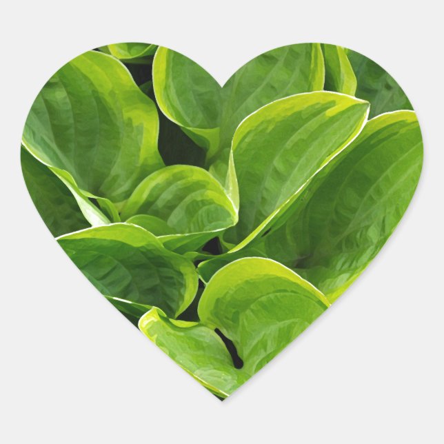 Pegatina En Forma De Corazón Hermosa planta de hosta verde (Anverso)