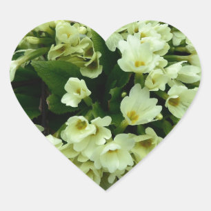 Pegatina En Forma De Corazón Hermosa Primula vulgaris Primroses en hojas secas