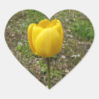 Hermoso Tulipán Amarillo