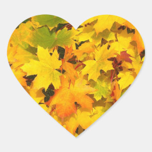 Pegatina En Forma De Corazón Hojas de Arce de Otoño con Colores de Otoño
