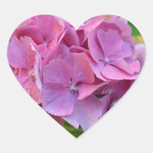 Pegatina En Forma De Corazón Hortensia Flor de Hydrangea de Pompones Rosas