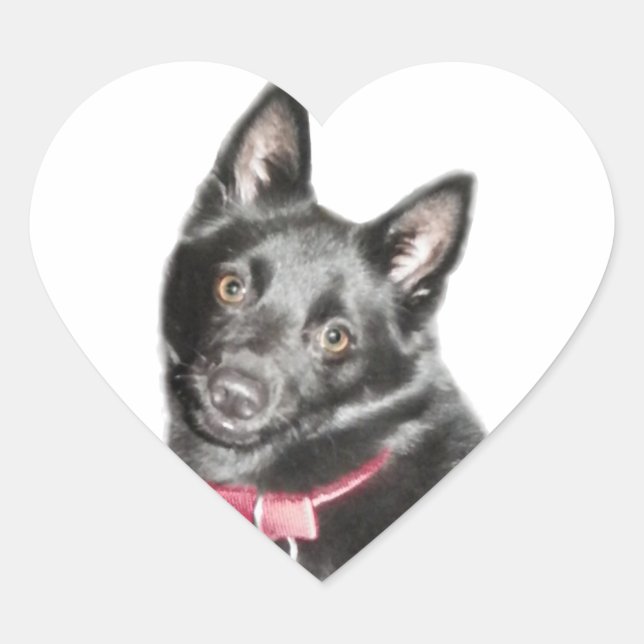 Pegatina En Forma De Corazón Imagen de Schipperke (Anverso)