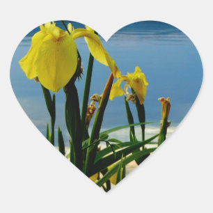 Pegatina En Forma De Corazón Iris amarillo en la orilla del lago