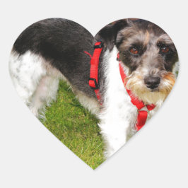 Pegatina En Forma De Corazón jack russel terrier