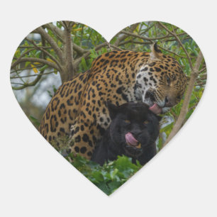 Pegatina En Forma De Corazón Jaguares enamorados