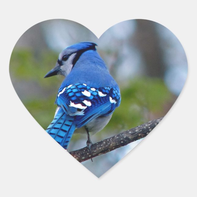 Pegatina En Forma De Corazón Jay azul (Anverso)