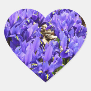 Pegatina En Forma De Corazón Katherine Hodgkin Iris Purple Spring Floral