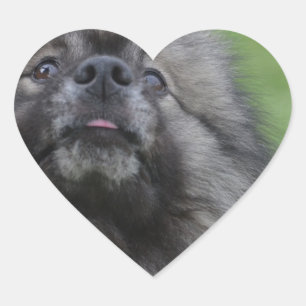 Pegatina En Forma De Corazón Keeshond mullido