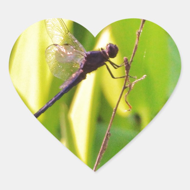 Pegatina En Forma De Corazón La libélula azul y la negra sobre la hierba. (Anverso)