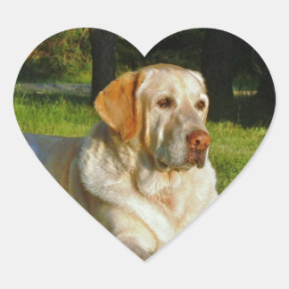 Pegatina En Forma De Corazón Labrador amarillo recuperador