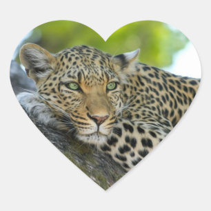 Pegatina En Forma De Corazón Leopardo