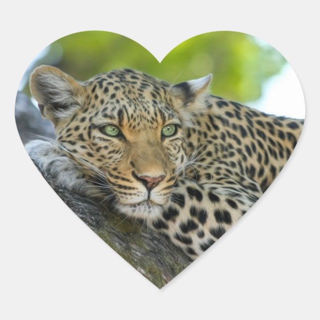 Pegatina En Forma De Corazón Leopardo (Anverso)