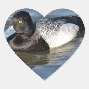 Pegatina En Forma De Corazón Lesser Scaup Duck