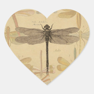 Pegatina En Forma De Corazón Libélula Vintage Antigua Clásica Naturaleza