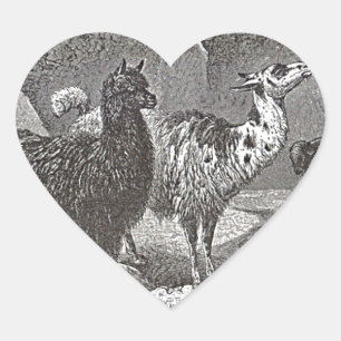 Pegatina En Forma De Corazón Llama negra y blanca: Alpaca y arte animal