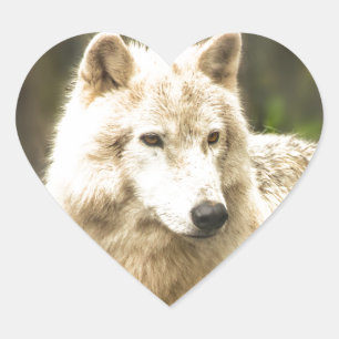 Pegatina En Forma De Corazón Lobo Ártico húmedo en foto de primavera
