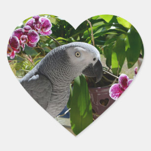 Pegatina En Forma De Corazón Loro gris africano con orquídeas