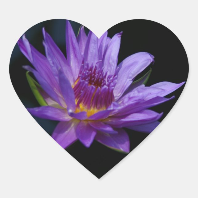 Pegatina En Forma De Corazón Loto de Nenúfar (Anverso)