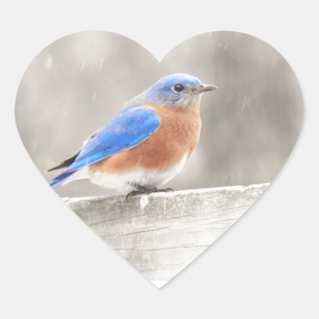 Pegatina En Forma De Corazón Male Eastern Bluebird (Anverso)