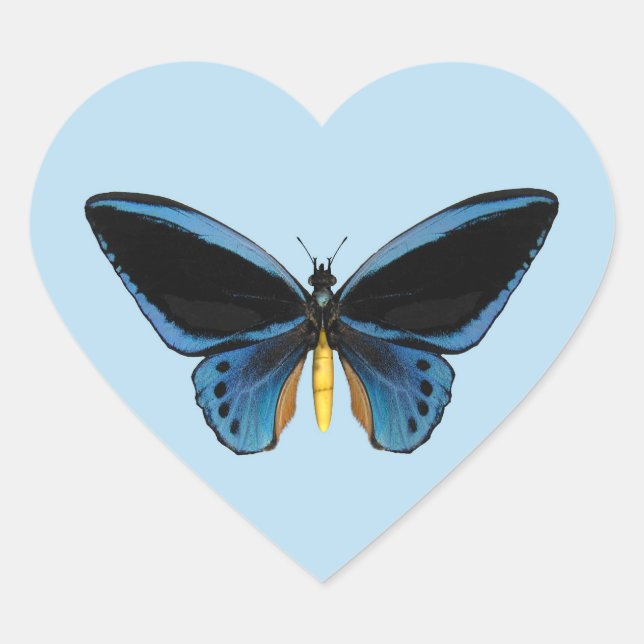 Pegatina En Forma De Corazón Mariposa de Aves (Anverso)