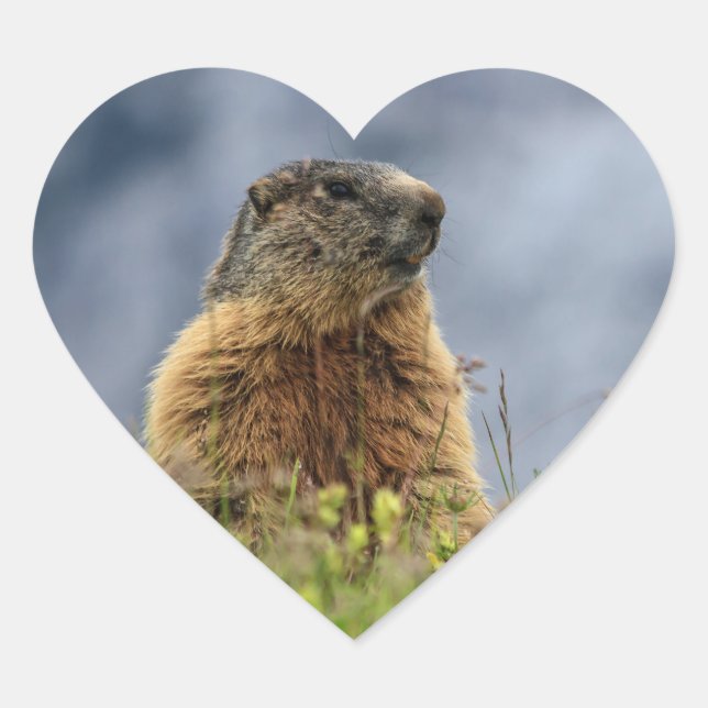 Pegatina En Forma De Corazón marmota en pradera alpina (Anverso)