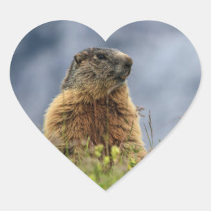 Pegatina En Forma De Corazón marmota en pradera alpina