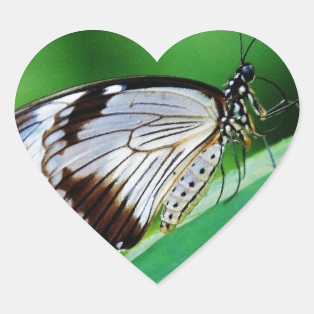 Pegatina En Forma De Corazón Marrón oscuro y mariposa gris (Anverso)