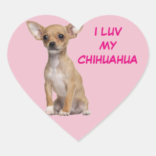 Pegatina En Forma De Corazón Moreno y chihuahua blanca