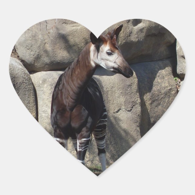 PEGATINA EN FORMA DE CORAZÓN OKAPI (Anverso)