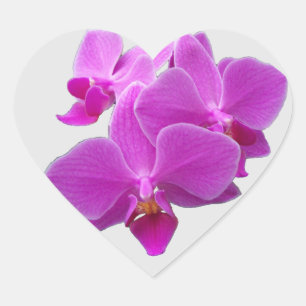 Pegatina En Forma De Corazón Orquídea de polilla de Fuchsia en una hoja de pega