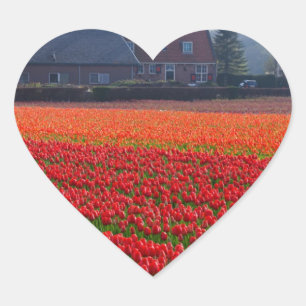 Pegatina En Forma De Corazón Países Bajos: Campo Tulip en Holanda