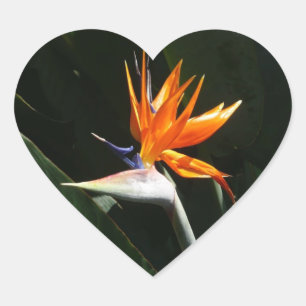 Pegatina En Forma De Corazón Pájaro del Naranja del paraíso Flor tropical