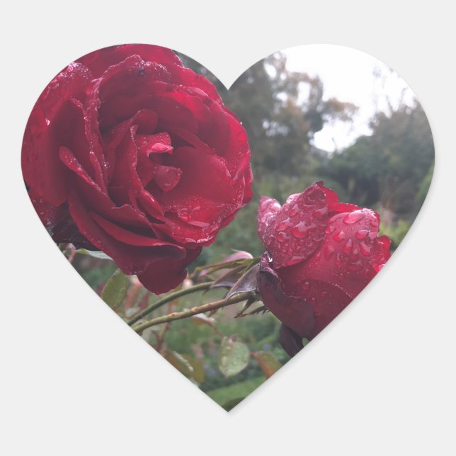 Pegatina En Forma De Corazón Par de rosas rojas (Anverso)