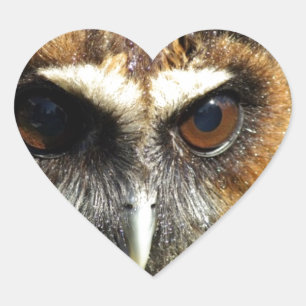 Pegatina En Forma De Corazón Parque natural de aves animales Lechuza Destino de