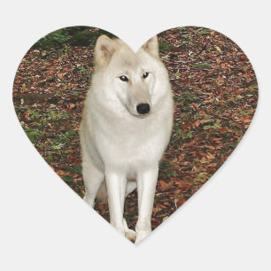 Pegatina En Forma De Corazón Parque natural Wolf Wolves
