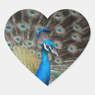 Pegatina En Forma De Corazón pavo real orgulloso