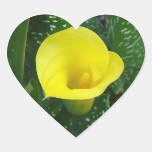 Pegatina En Forma De Corazón Pegatina amarillo de la cala