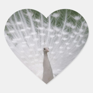 Pegatina En Forma De Corazón Pegatina con forma de corazón de pavo real blanco