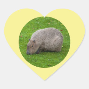 Pegatina En Forma De Corazón Pegatina de carpincho