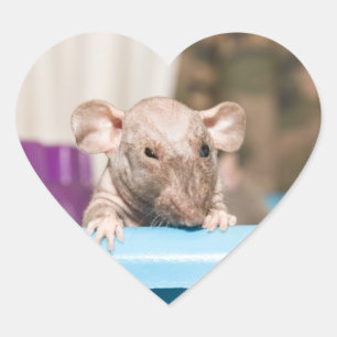Pegatina En Forma De Corazón pegatina de ratas