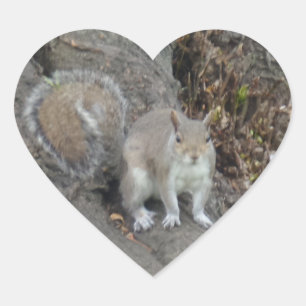 Pegatina En Forma De Corazón Pegatina del corazón de la ardilla de Niza