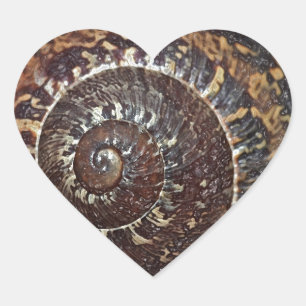 Pegatina En Forma De Corazón Pegatina del corazón de la concha de caracol