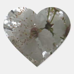 Pegatina En Forma De Corazón Pegatina del corazón de la flor de ciruela