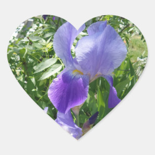 Pegatina En Forma De Corazón Pegatina del corazón de la flor morada