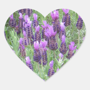 Pegatina En Forma De Corazón Pegatina del corazón de las flores de lavanda
