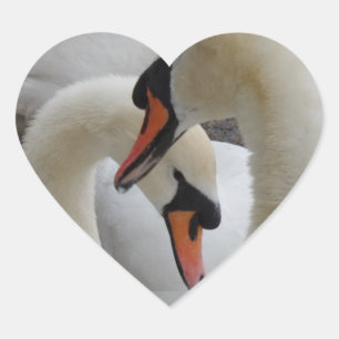 Pegatina En Forma De Corazón Pegatina del corazón de los cisnes blancos